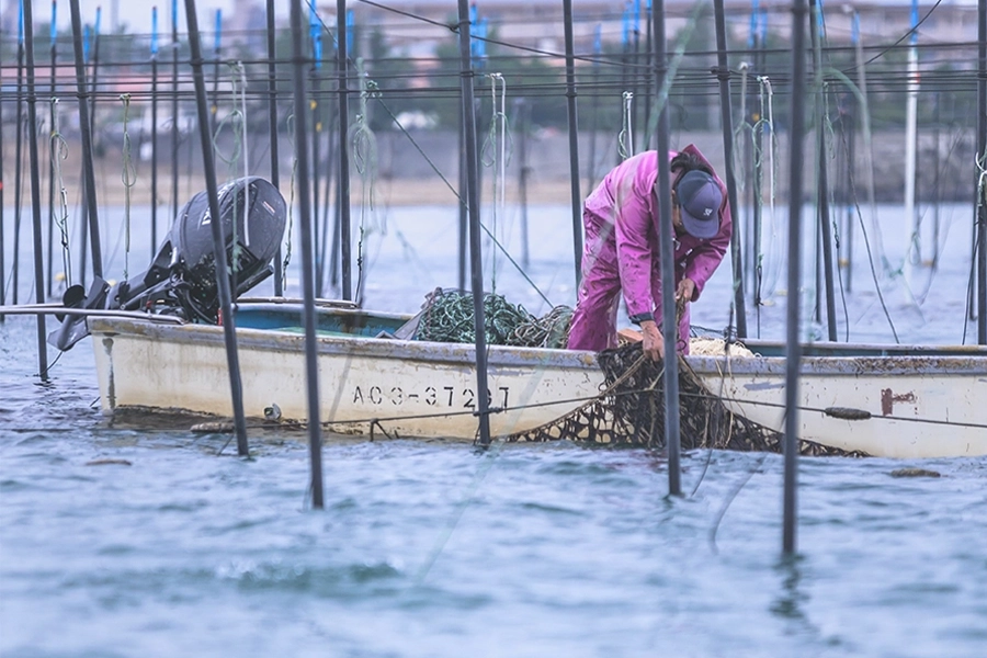 Norikai seaweed harvest by fisherman on boat in Japan